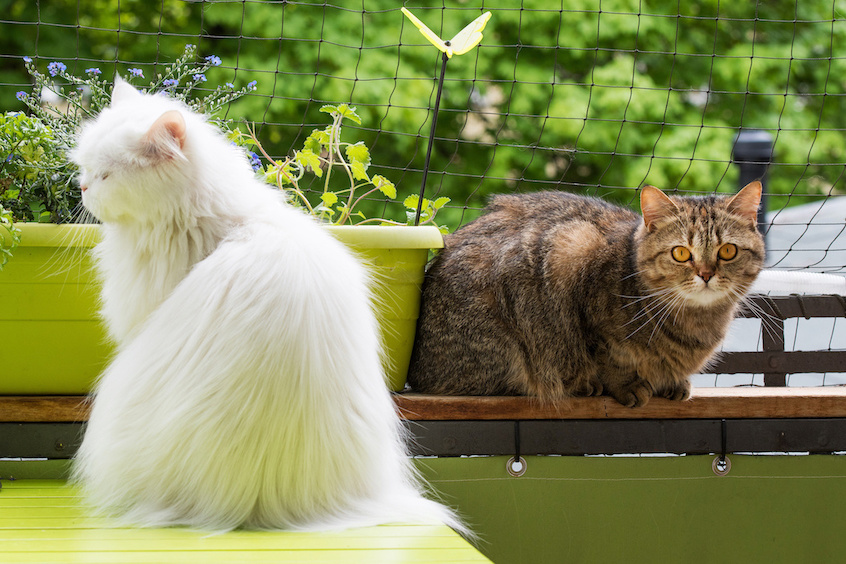 Zwei Katzen sitzen auf einem gesicherten Balkon