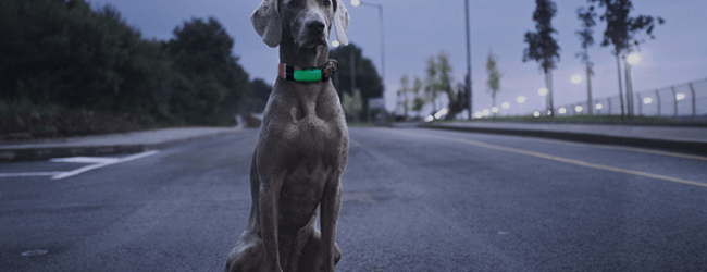 dog sitting on a street at night