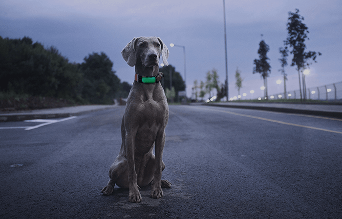 dog sitting on a street at night