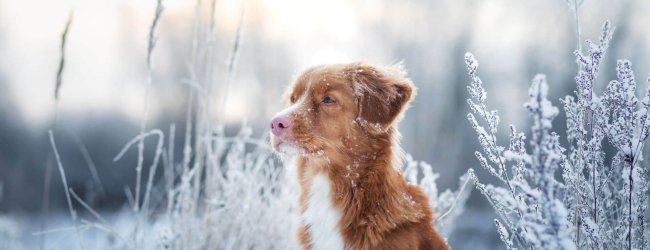 chien marron à l'extérieur dans la neige