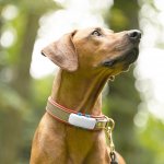 A brown dog wearing a GPS tracking collar