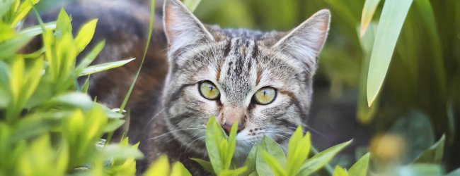 Getigerte Katze versteckt sich in der Wiese