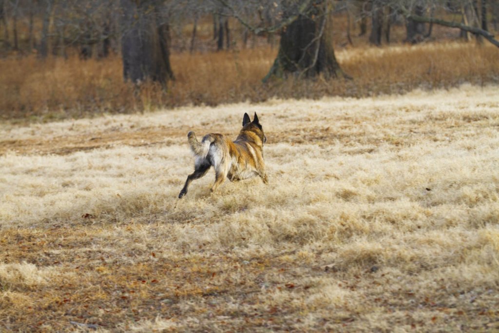 Hund läuft über ein Feld davon in den Wald hinein