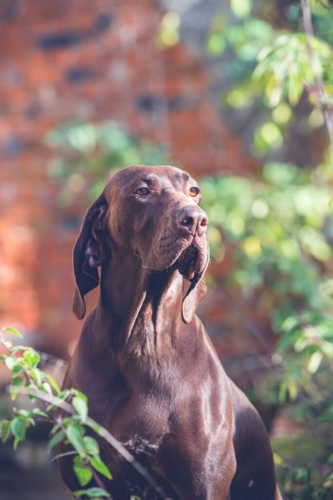 chien brun assis devant une maison