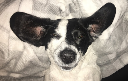 chien noir et blanc étendu sur un linge