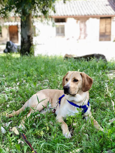 chien blanc couché dans l'herbe devant une maison avec un harnais