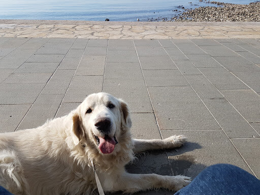 golden retriever couché sur une terrasse au bord de l'eau