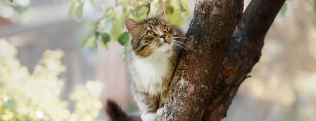 chat gris à l'affût dans un arbre