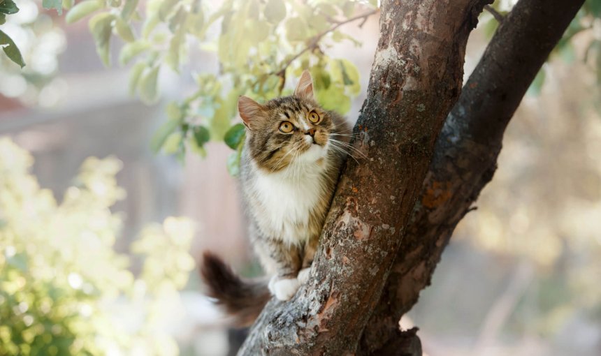 chat gris à l'affût dans un arbre