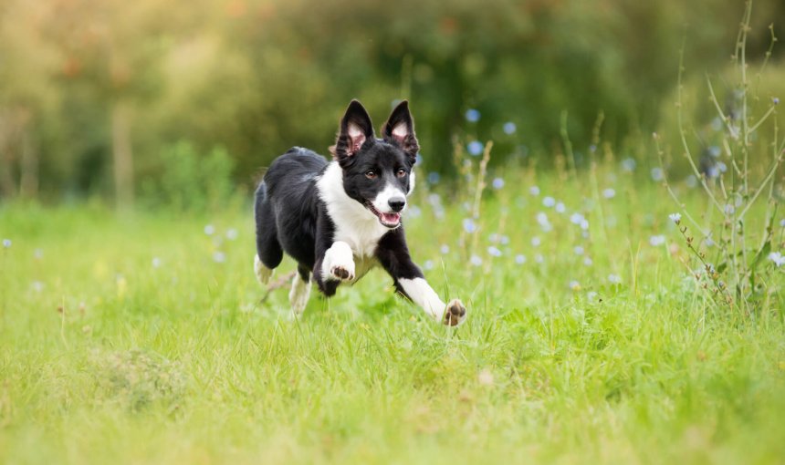 chien noir et blanc fugueur dans un champ