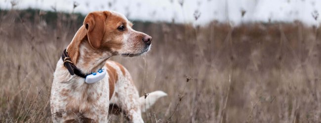 chien blanc mouché perdu au milieu d'un champ avec GPS Tractive au cou