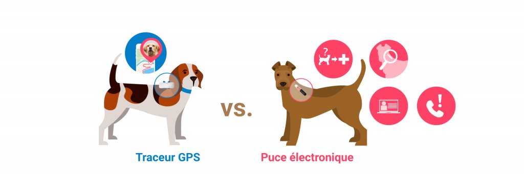 illustration de deux chiens, l'un équipé d'un traceur, l'autre avec une micro-puce, avec diagrammes