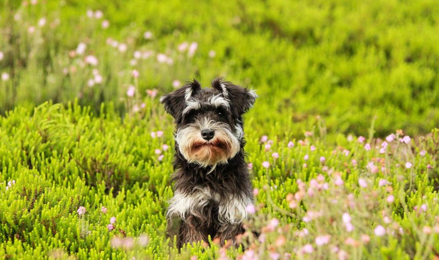 petit chien noir et brun marchant dans un pré en fleur