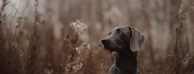 En mørk hund med ID-brikke