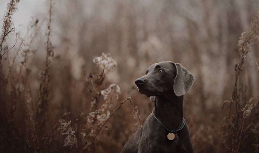 En mørk hund med ID-brikke