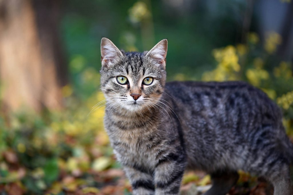 chat d'extérieur dans la nature