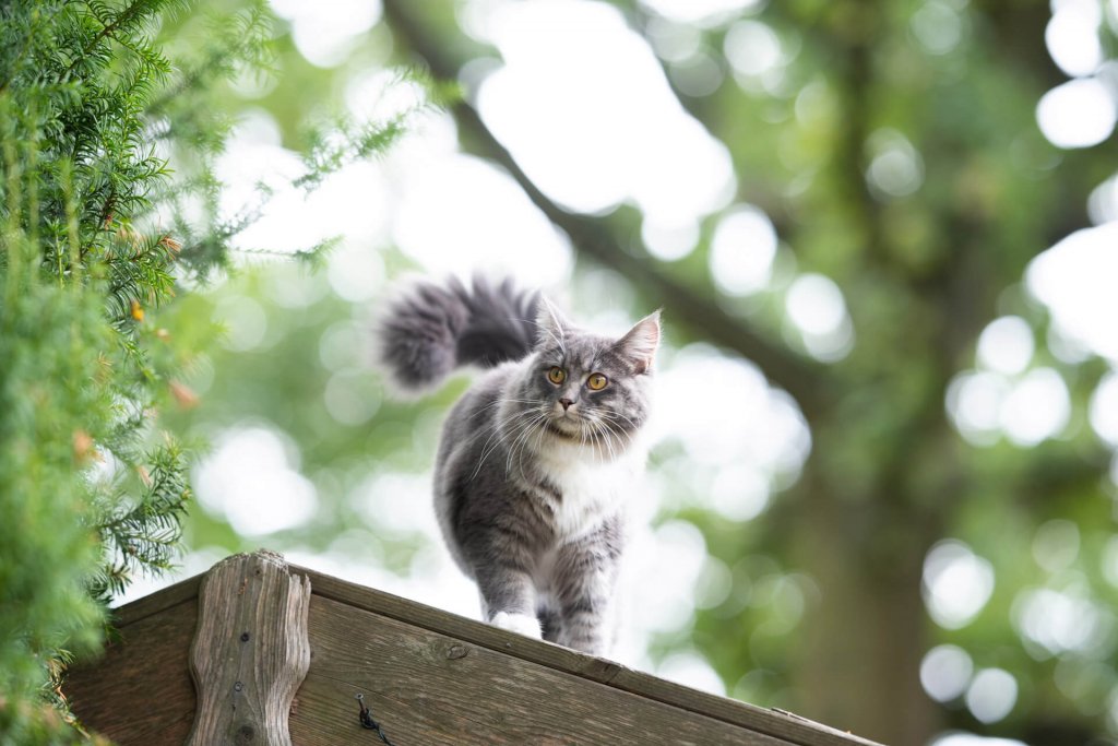 Chat gris sur toit d'une maison en bois