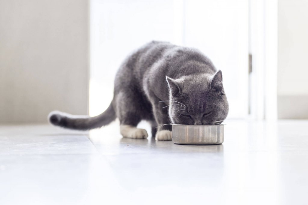 chat gris mangeant dans une gamelle en métal sur le sol en intérieur