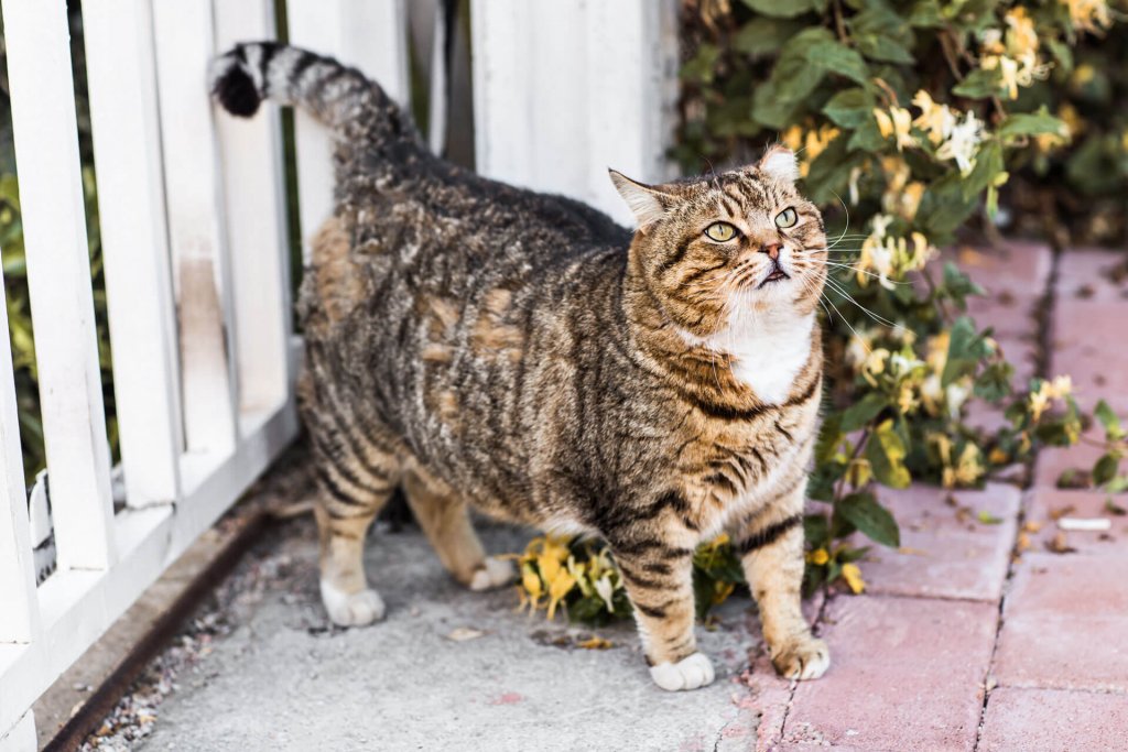 chat obèse debout devant un portail blanc