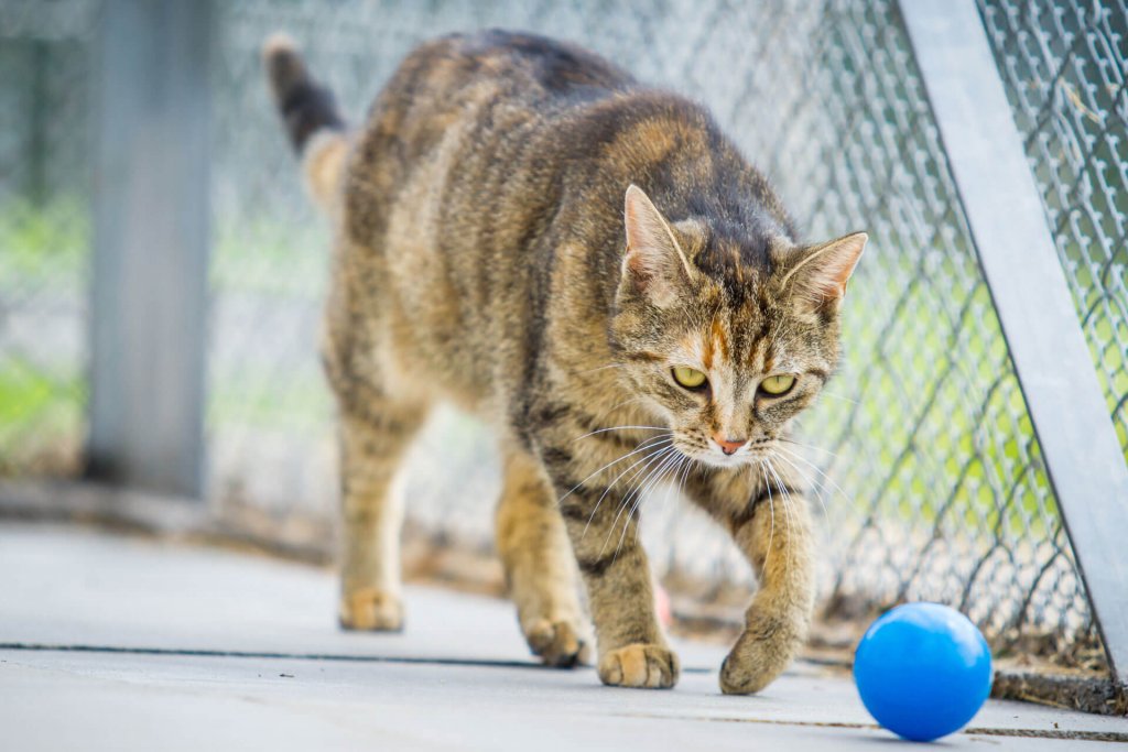 chat tigré jouant avec une balle bleue dans un catio en métal