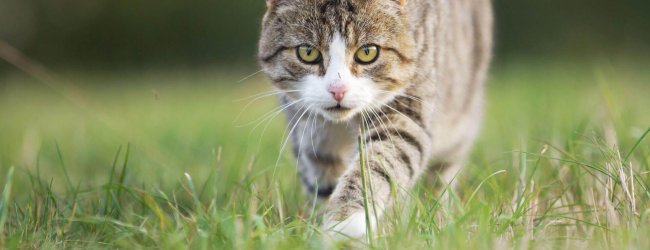 chat blanc et gris patrouillant son territoire