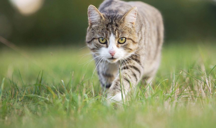 chat blanc et gris patrouillant son territoire