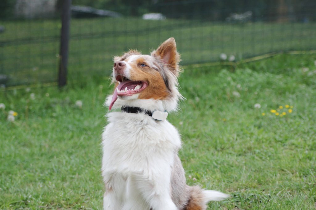 chien blanc et beige assis dans un jardin devant une clôture avec un GPS Tractive au cou