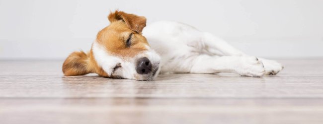 petit chien blanc et beige dormant sur le parquet