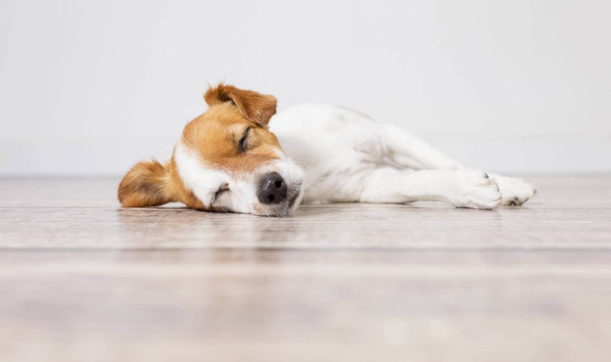 petit chien blanc et beige dormant sur le parquet