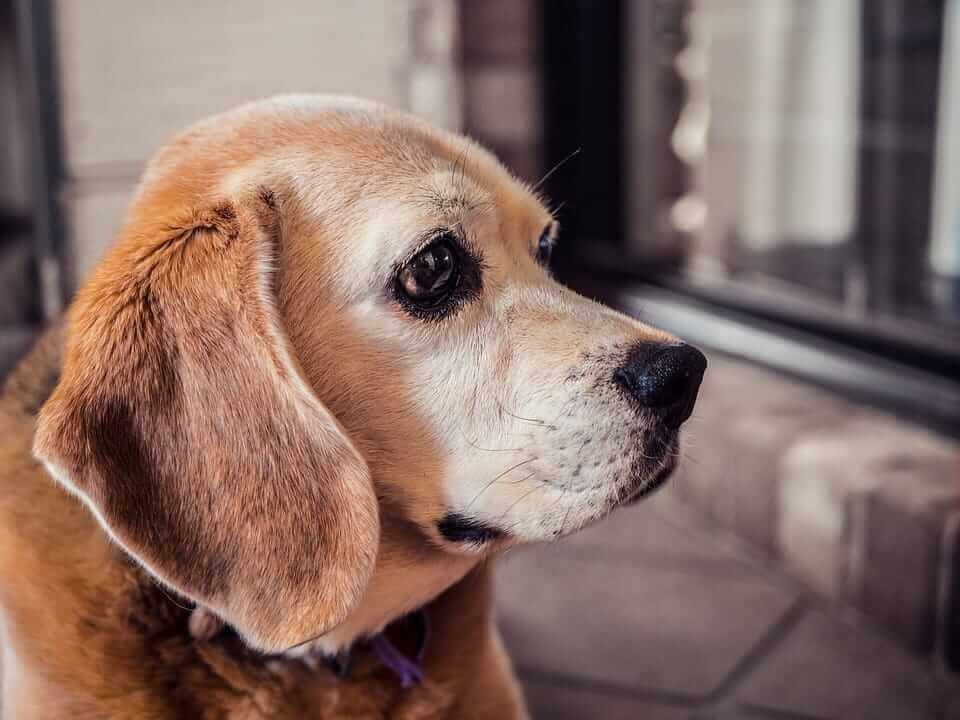 chien brun au regard triste assis sur une terrasse