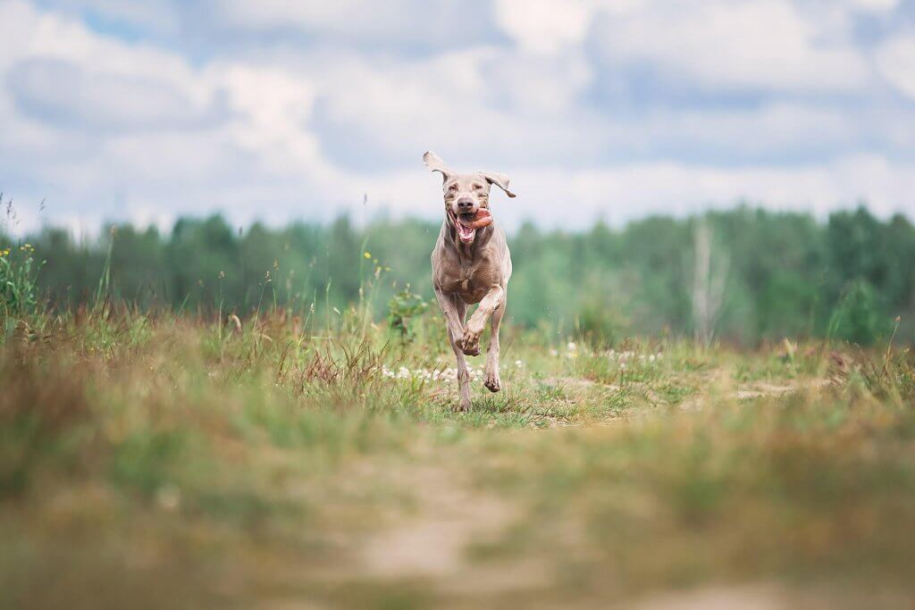 grand chien brun courant vers le photographe dans la plaine