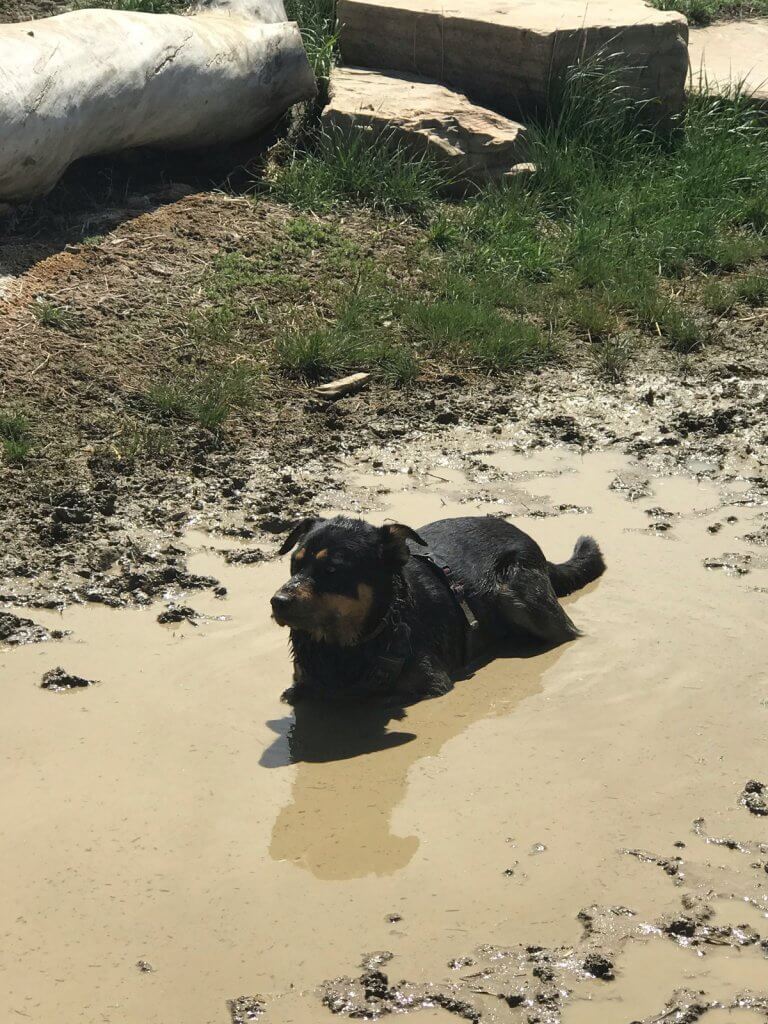 chien noir couché dans une flaque boueuse avec son traceur GPS Tractive étanche