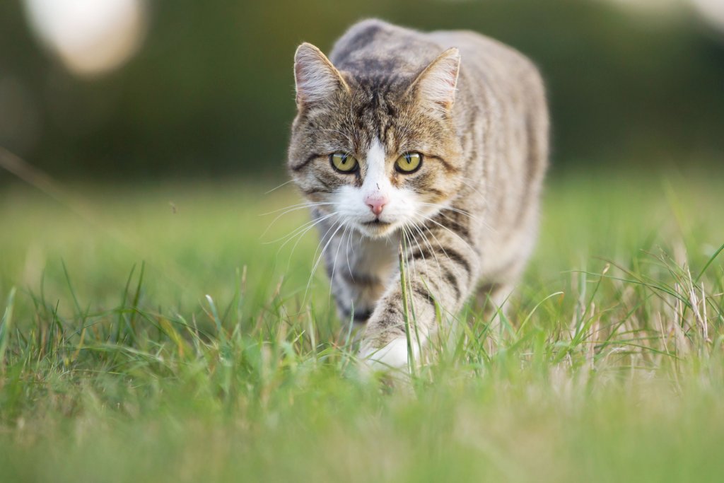 chat gris tigré à la chasse dans l'herbe