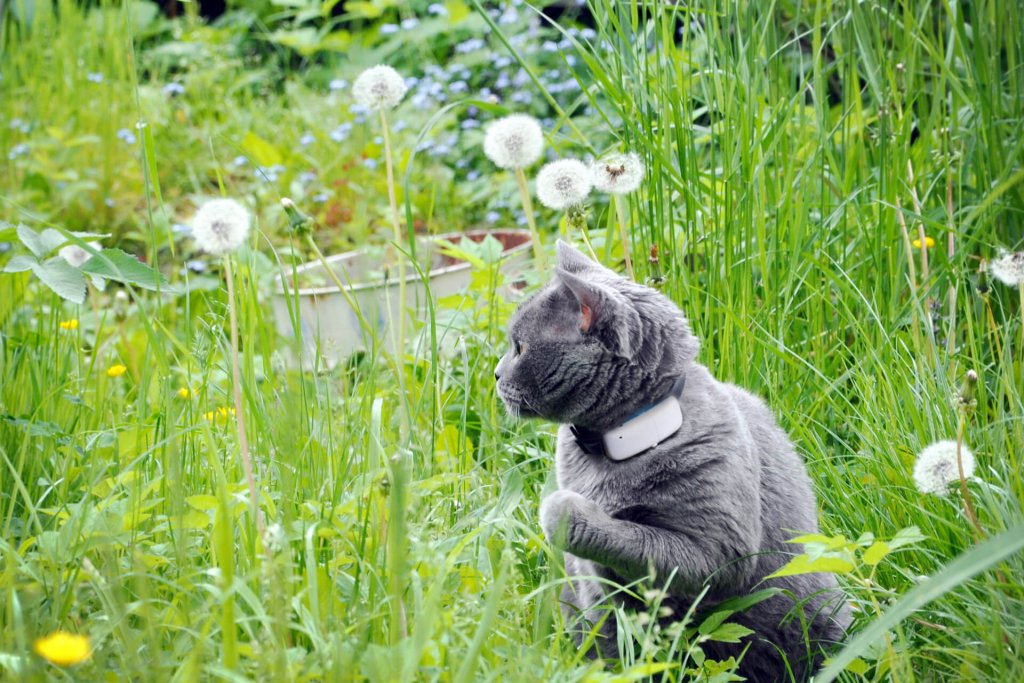 chat gris assis dans l'herbe haute, avec un collier et un GPS Tractive au cou