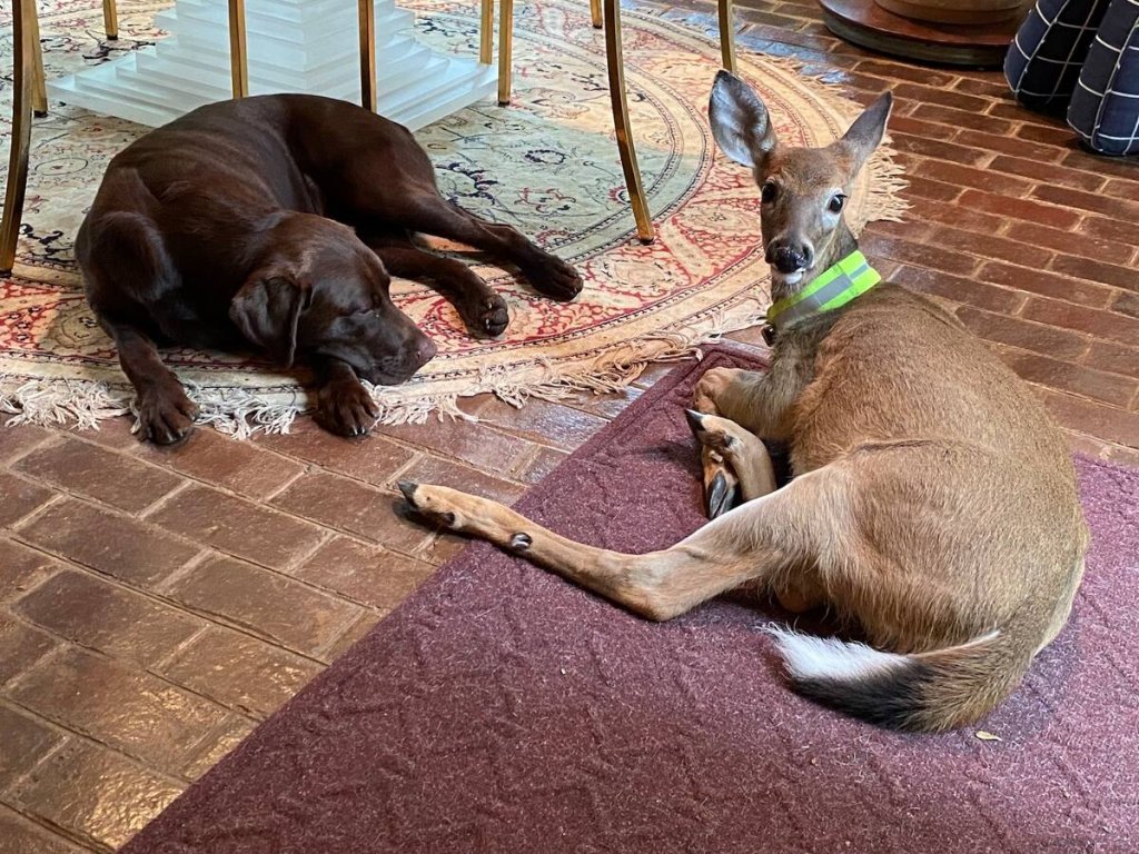 faon avec collier GPS couché sur un tapis au salon, chien brun couché en face