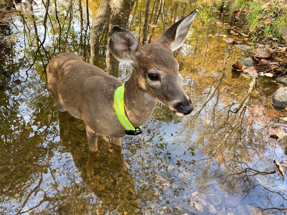 faon portant un collier GPS au cou debout dans l'eau en automne