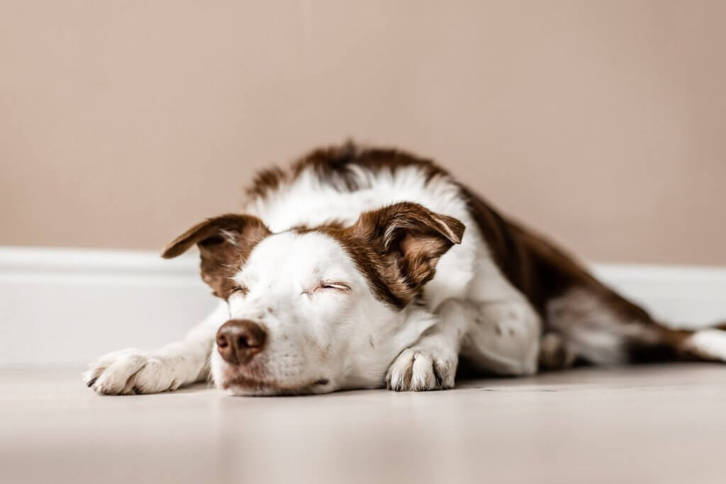 grand chien léthargique blanc et brun dormant par terre la tête sur ses pattes