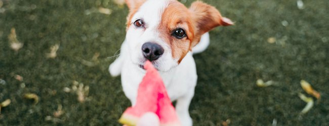 dog being fed watermelon