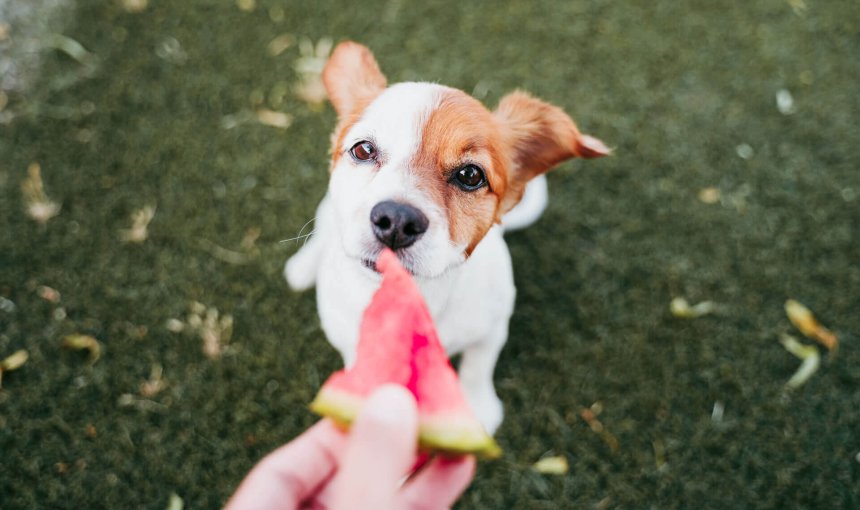 dog being fed watermelon