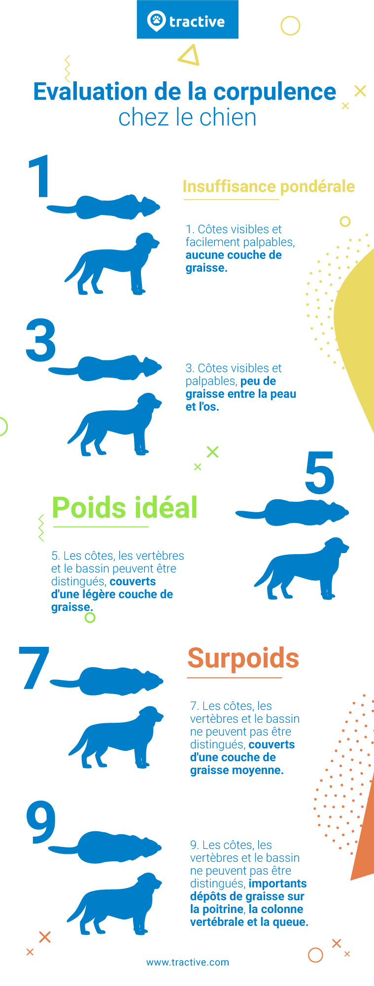 infographie montrant des silhouettes de chien pour les différents scores de l'indice de condition corporelle. Insuffisance pondéral, poids idéal, surcharge pondérale