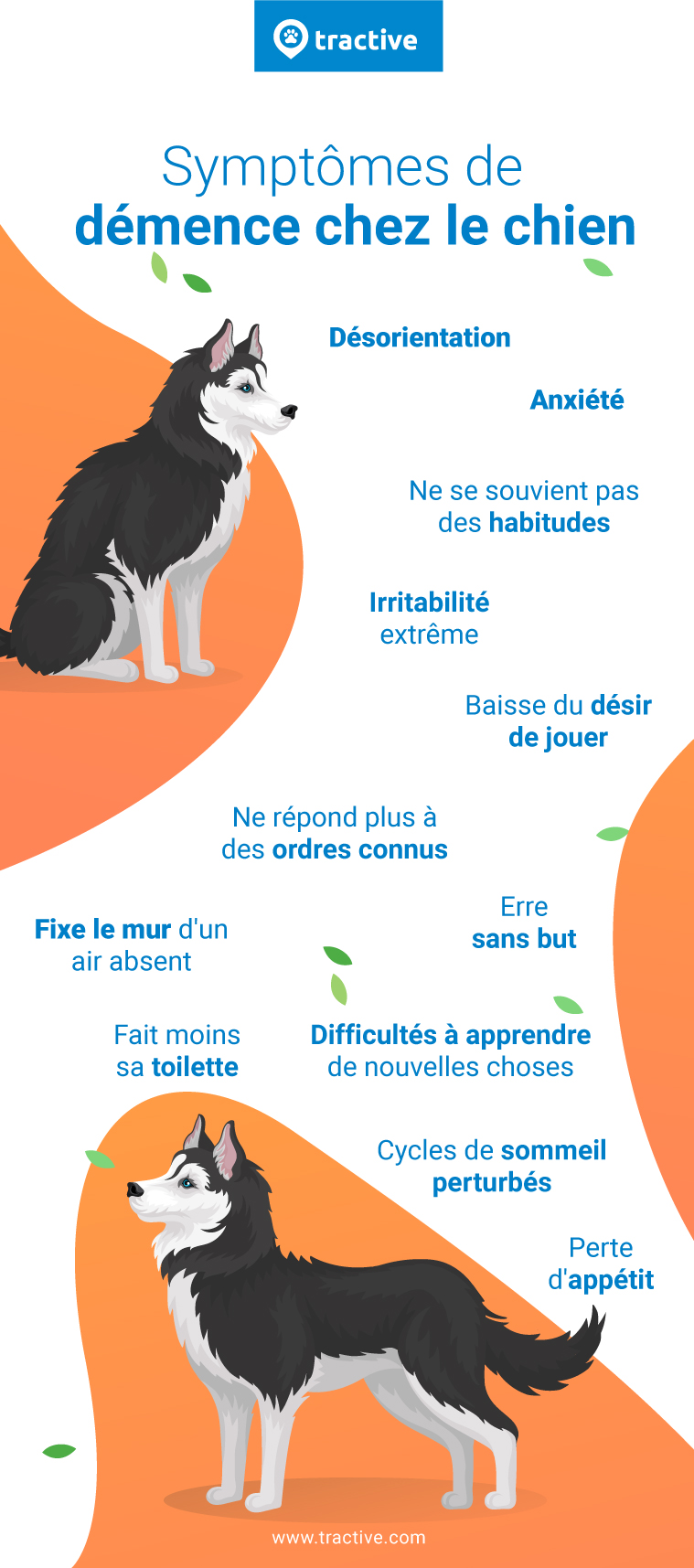 illustration avec une liste des symptômes de démence chez le chien