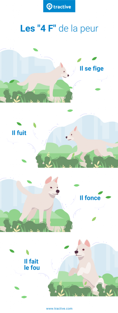 Infographie sur les 4F de la peur chez le chien (Il se fige, il fuit, il fonce, il fait le fou)