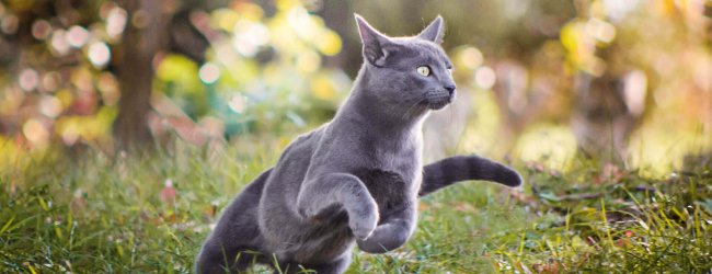 Chat gris courant dans l'herbe