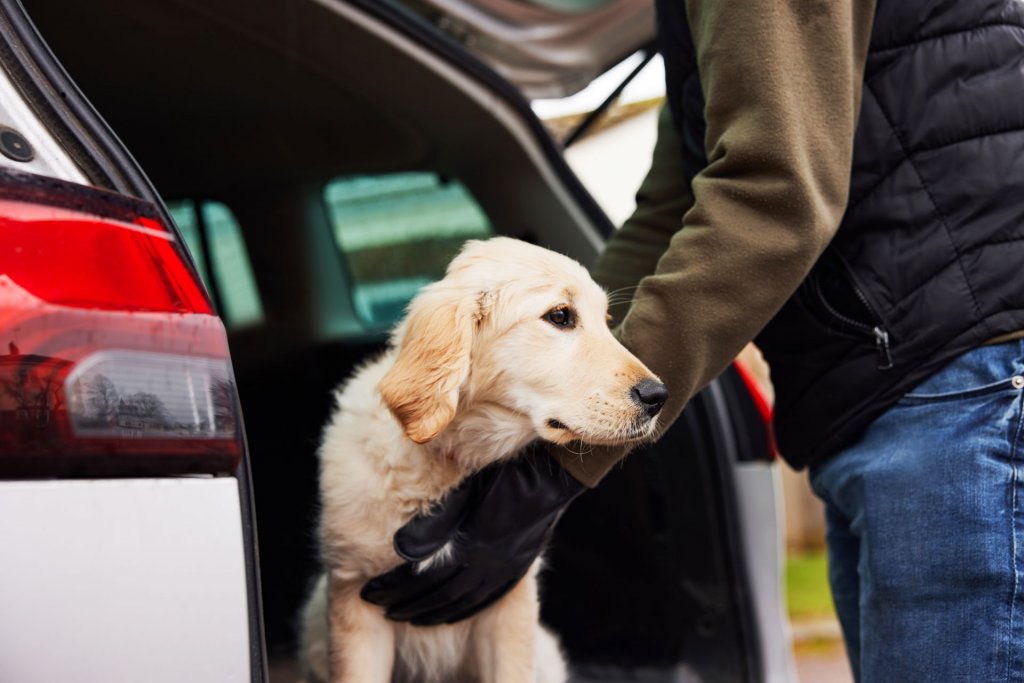 homme avec des gants mettant un chien dans le coffre d'une voiture blanche