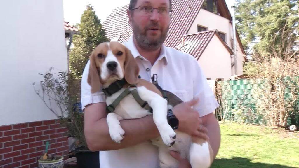 Kathy le Beagle dans les bras de son propriétaire dans son jardin