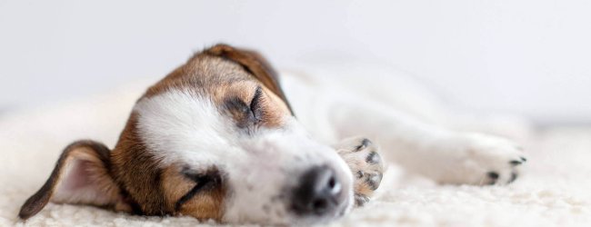 Kleiner, braunweißer Hund schläft auf Kuscheldecke