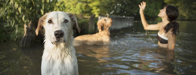 A woman swimming with two dogs in a lake