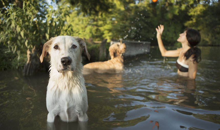 A woman swimming with two dogs in a lake