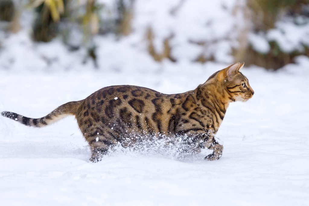 chat tacheté marchant dans un champ de neige en hiver