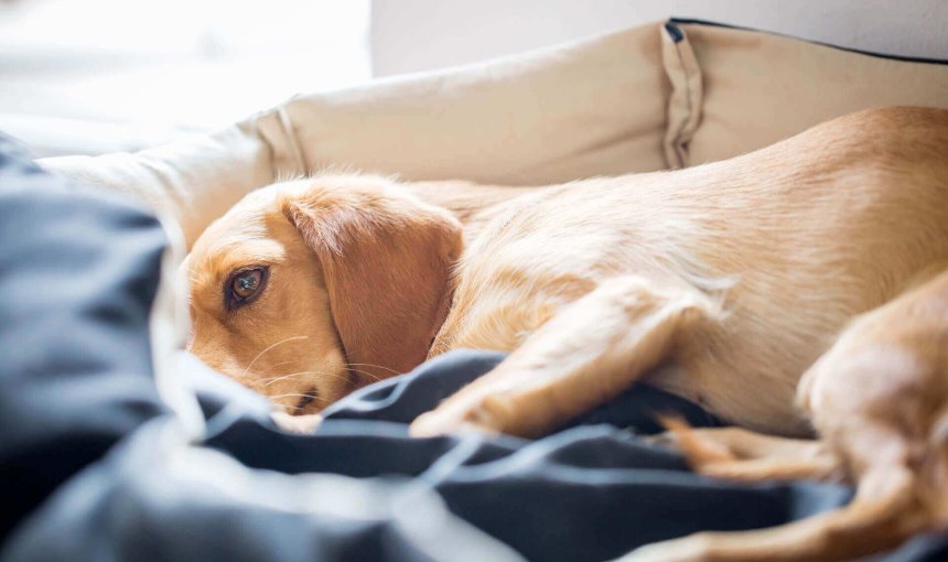 chien beige couché dans son panier l'air malade